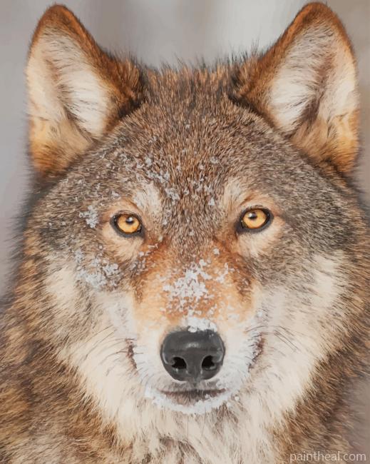 Snow Wolf Painting By Numbers Kits