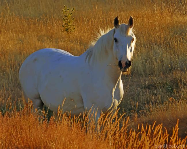 White Horse In Pasture Painting By Numbers Kits