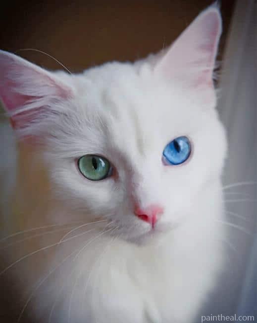 White Cat With Green And Blue Eyes Painting By Numbers Kits