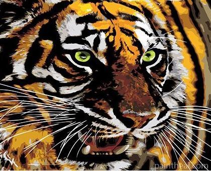 Tiger With Green Eyes Painting By Numbers Kits