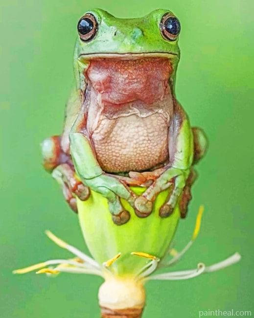Australian Green Tree Frog Painting By Numbers Kits