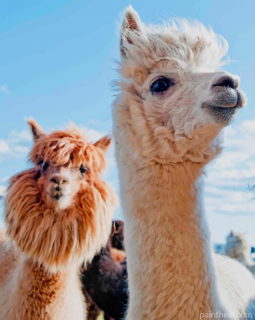 Llamas Animals Painting By Numbers Kits