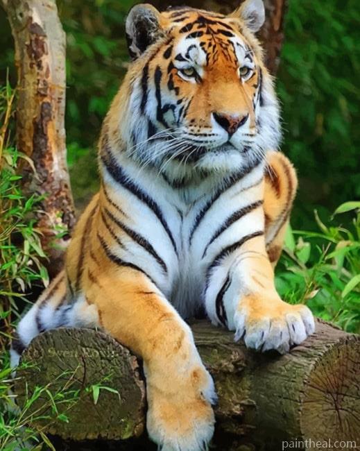 Tiger Big Cat Painting By Numbers Kits