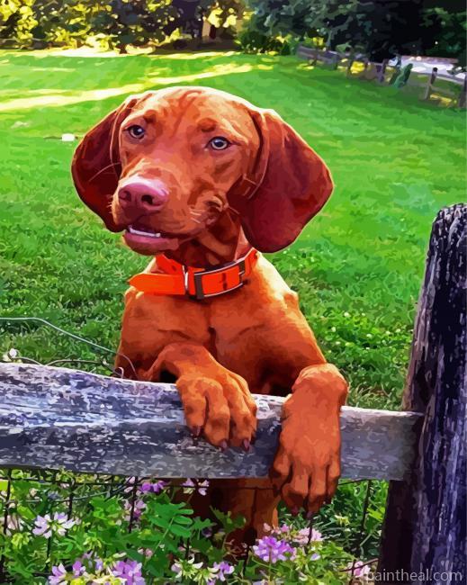 Vizsla Dog Breed Painting By Numbers Kits