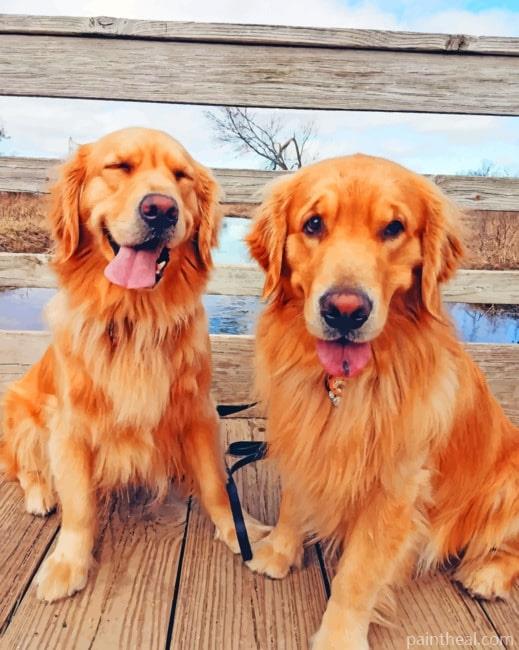 Golden Retrievers Painting By Numbers Kits