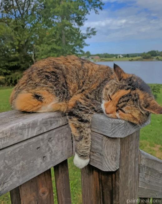 Sleepy Cat Painting By Numbers Kits
