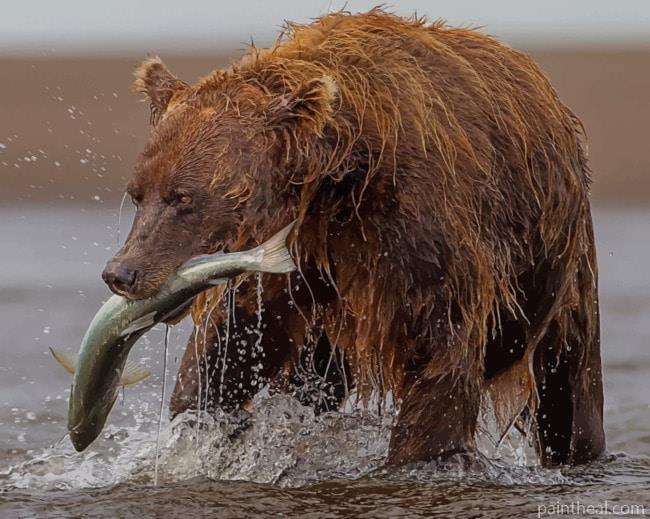 Brown Bear Hunting Fish Painting By Numbers Kits