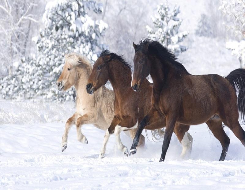 Running Horses In Snow Painting By Numbers Kits