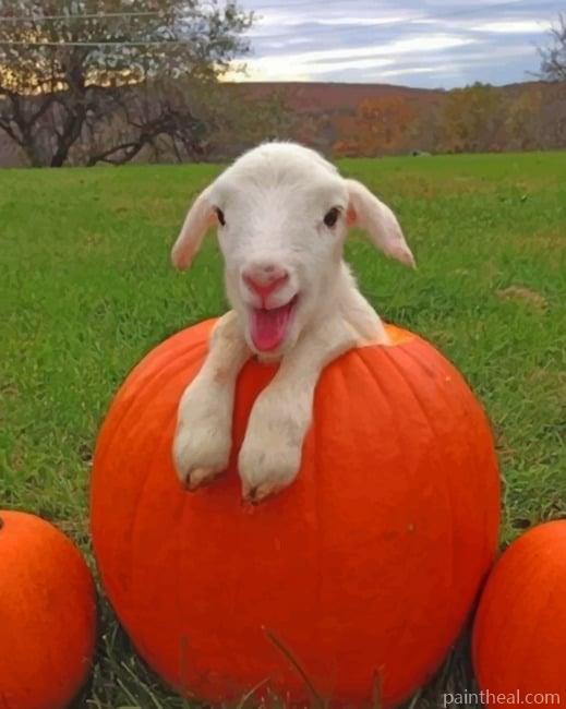 Baby Goats On Pumpkin Painting By Numbers Kits