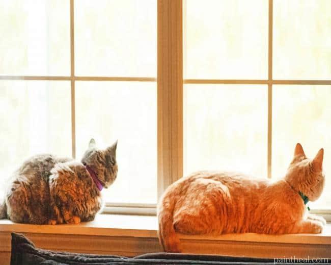 Cats Sitting On Window Painting By Numbers Kits