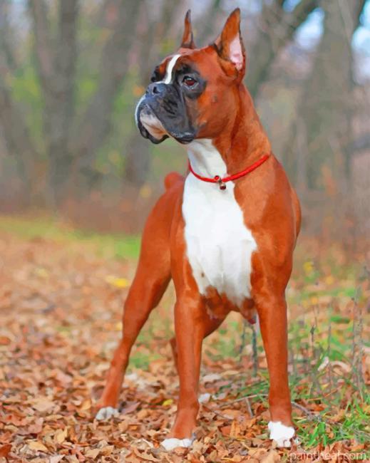 Boxer Dog In Forest Painting By Numbers Kits