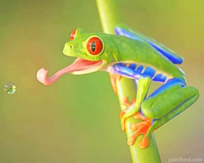 Red Eyed Tree Frog Painting By Numbers Kits