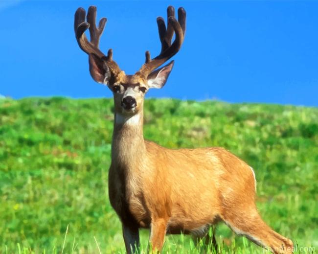 Male Deer In Grass Field Painting By Numbers Kits