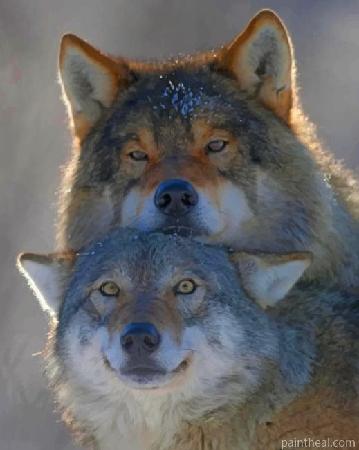 Wolf Couple -Animals Painting By Numbers Kits