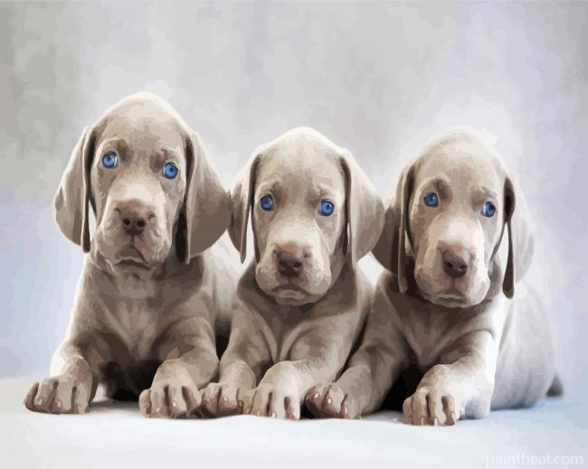 Aesthetic Weimaraner Puppies Painting By Numbers Kits