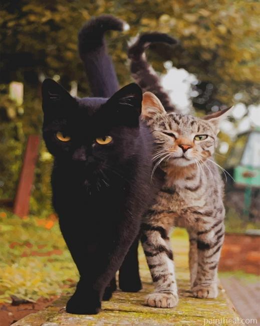 Black Cat And Tabby Cat Painting By Numbers Kits