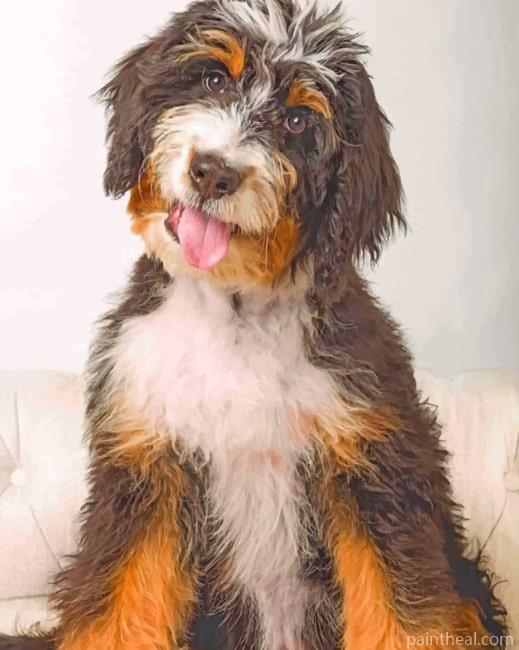 Sheepadoodle Painting By Numbers Kits