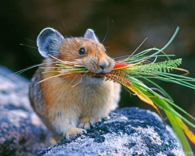 American Pika Animal Painting By Numbers Kits