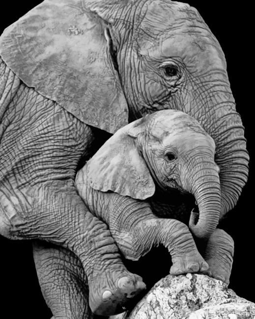 Mom Elephant And Cub Painting By Numbers Kits