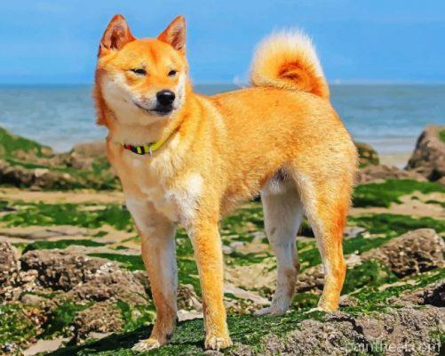 Shiba Inu Painting By Numbers Kits