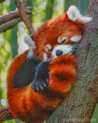 Red Panda Sleeping Painting By Numbers Kits