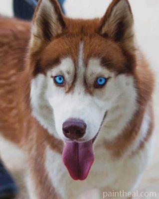 Siberian Husky Painting By Numbers Kits