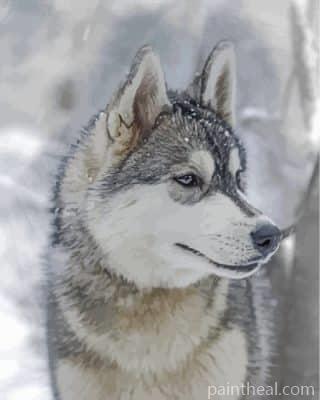 Husky And Snow Painting By Numbers Kits