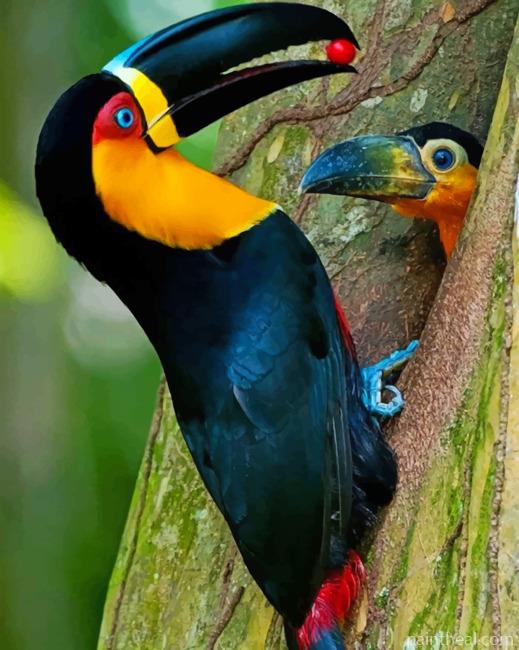 Toucan Bird Feeding its baby Painting By Numbers Kits
