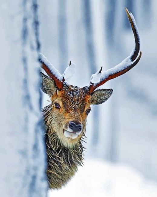 Wildlife Stag Painting By Numbers Kits