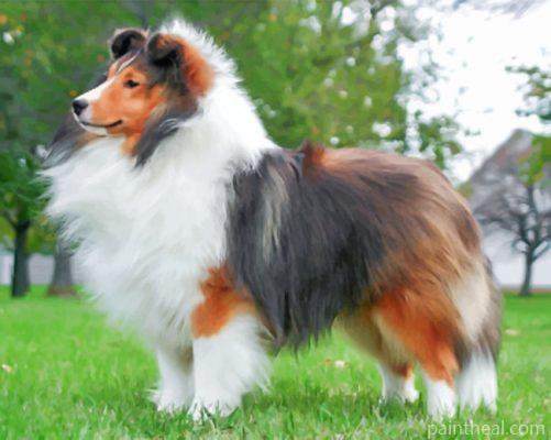 Fluffy Sheltie Painting By Numbers Kits