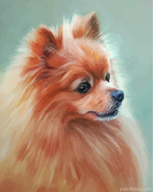 Pomeranian Dog Painting By Numbers Kits