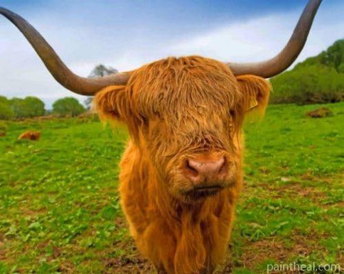 Brown Highland Cow Painting By Numbers Kits