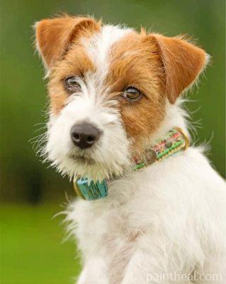 Jack Russell Dog Painting By Numbers Kits