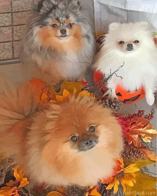 Pomeranian Dogs Painting By Numbers Kits