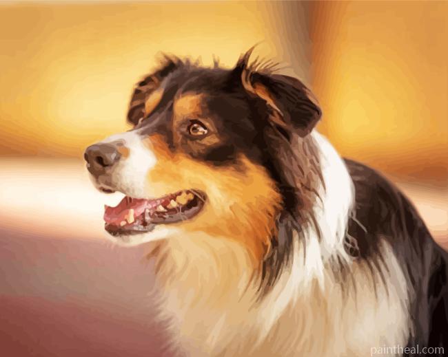 Aesthetic Tri Color Border Collie Painting By Numbers Kits