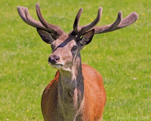Red Deer Painting By Numbers Kits