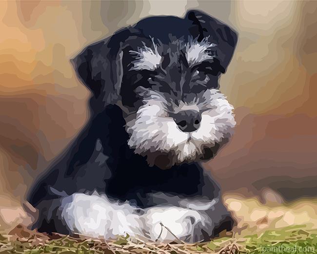Schnauzer Pet Painting By Numbers Kits