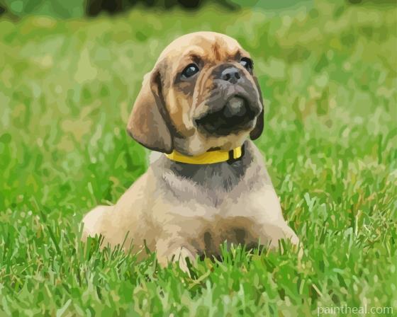 Puggle Dog Painting By Numbers Kits