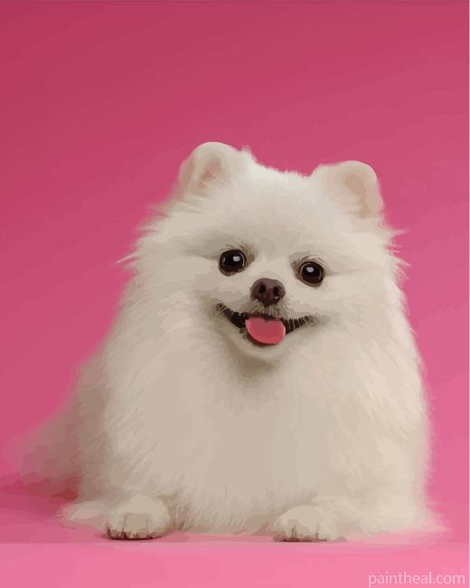 White Pomeranian Painting By Numbers Kits