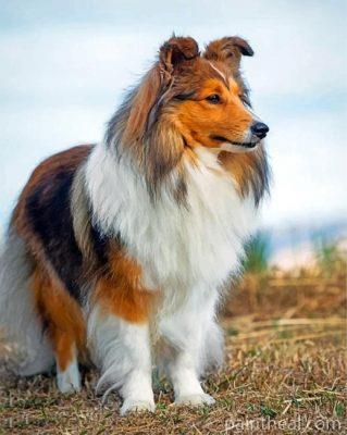 Cute Sheltie Painting By Numbers Kits