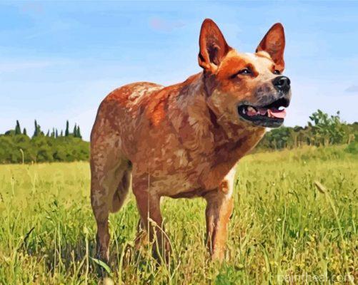 Blue Heeler Painting By Numbers Kits