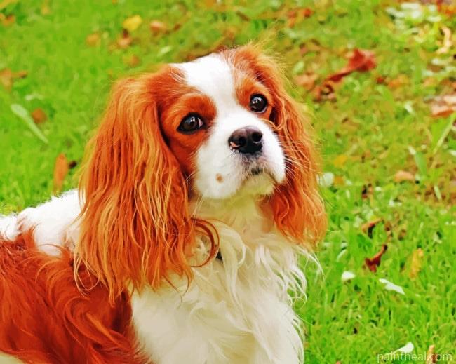 King Charles Cavalier Dog Painting By Numbers Kits