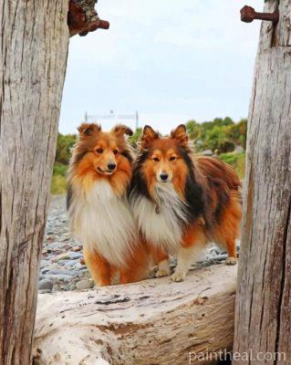 Shelties Dogs Painting By Numbers Kits