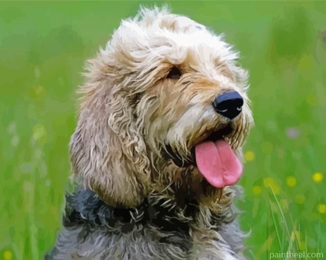 Otterhound Dog Painting By Numbers Kits