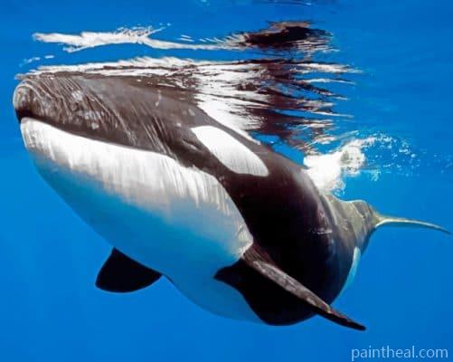 Orca Whale Painting By Numbers Kits