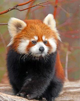 Cute Red Panda Painting By Numbers Kits