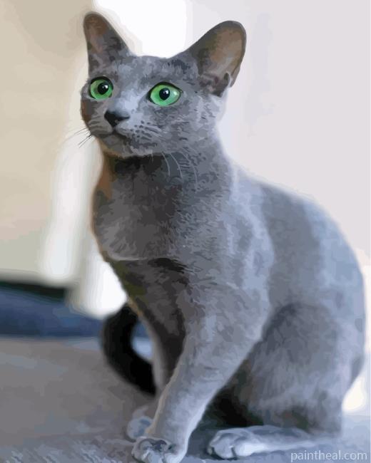 Adorable Russian Blue Cat Painting By Numbers Kits