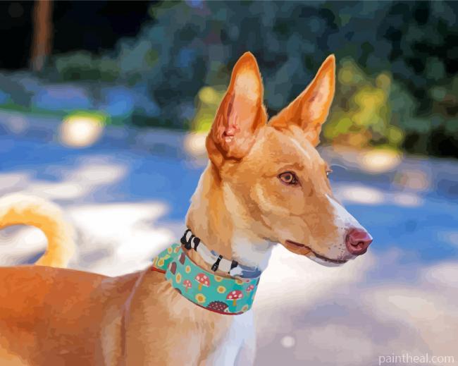 Podenco Dog Painting By Numbers Kits