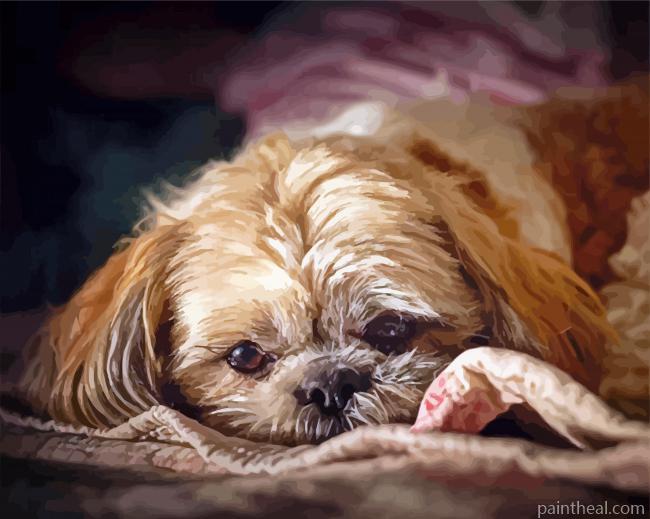 Cute Shih Poo Painting By Numbers Kits
