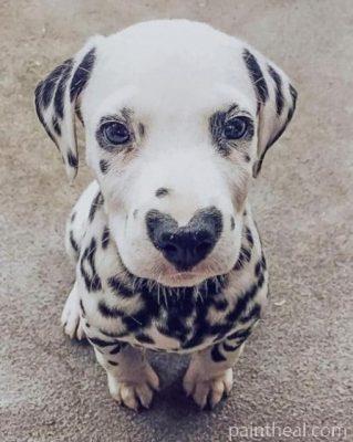 Dalmatian Heart Nose Painting By Numbers Kits